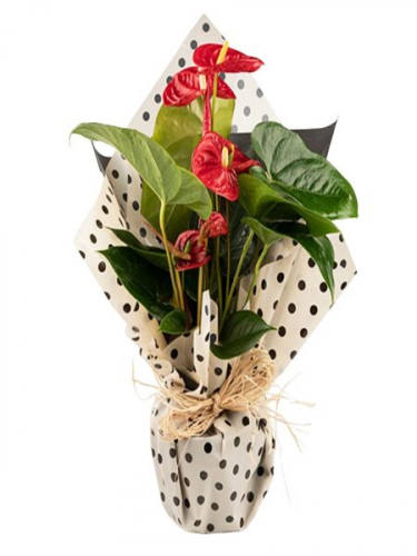 Benekli Saksıda Antoryum Bitkisi