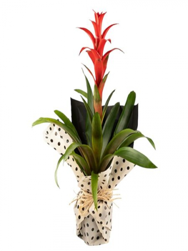 Benekli Kağıtta Guzmania Çiçeği