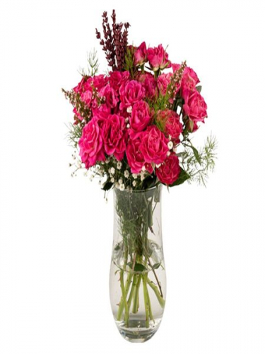 Paşabahçede Pembe Çardak Gülleri