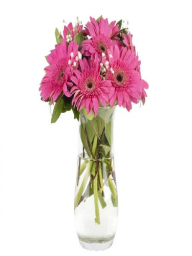 Vazoda Fuşya Gerberalar