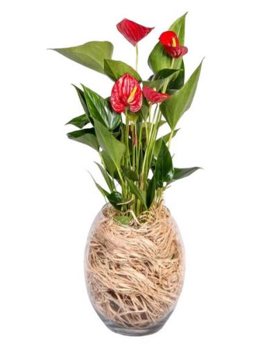 Cam Fanusta Antoryum