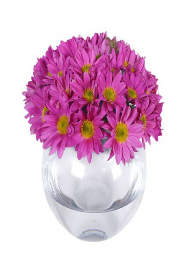 Fanusta Pempe Papatya Aranjman