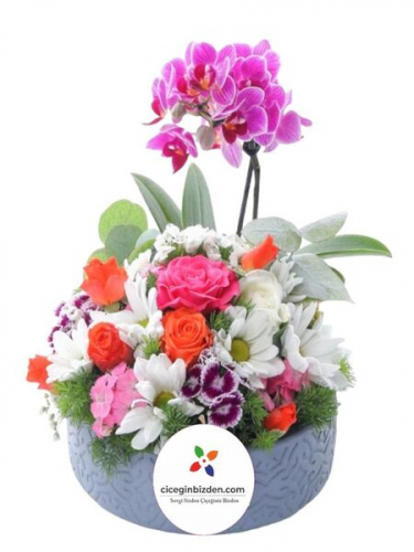 Mini Orkide Aranjman