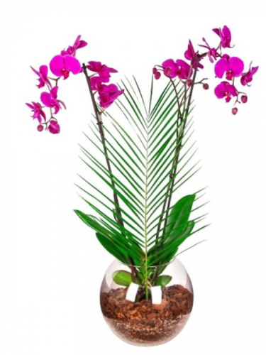 Fanusta Çiftli Mor Orkide