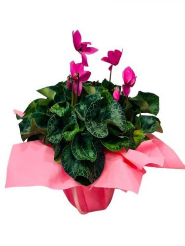 Sıklamen Saksı Çiçeği