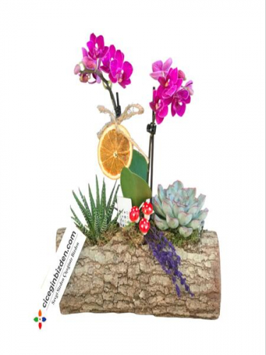 Kütükte Mini Orkide Teraryum