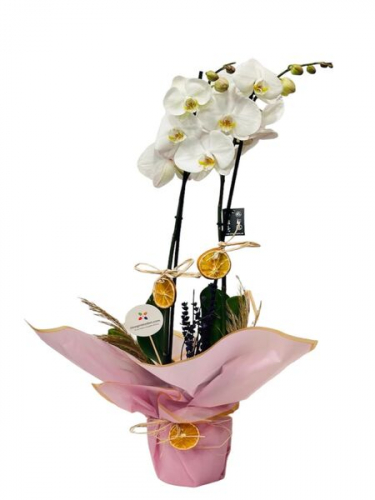 Çift Dal Beyaz Orkide Çiçeği