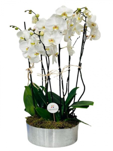 6 Dal Beyaz Orkide