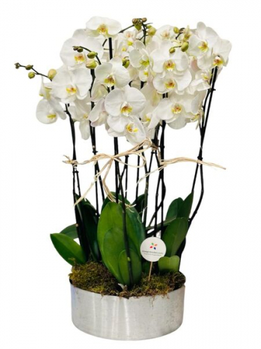 8 Dal Beyaz Orkide