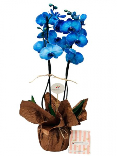 Kraft Süslemeli Mavi Orkide