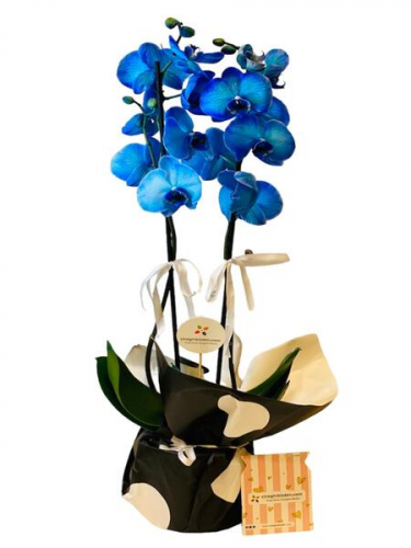 Çift Dal Mavi Orkide