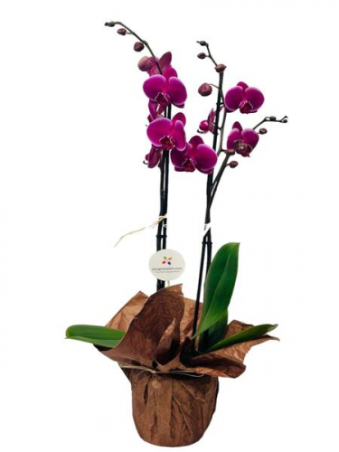 Çift Dal Mor Orkide