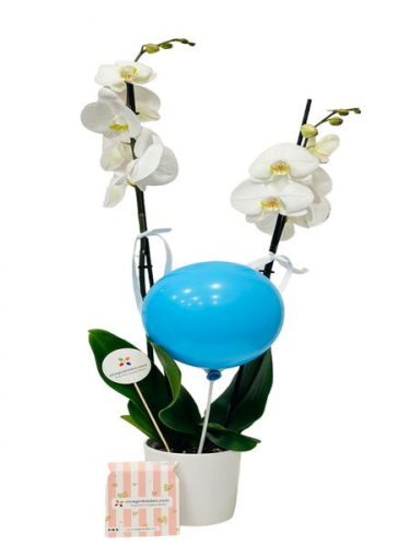 Erkek Bebek Balonlu Beyaz Orkide
