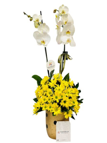 Beyaz Orkidede Sarı Papatyalar