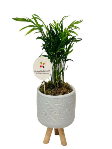 Ayaklı Saksıda Chamadora