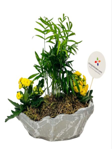 Kayık Saksıda Çiçekli Teraryum