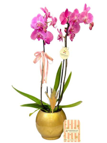 Gold Vazoda Mor Orkide