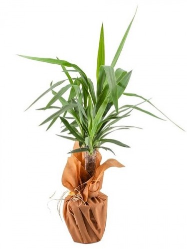 Yucca Saksı Çiçeği