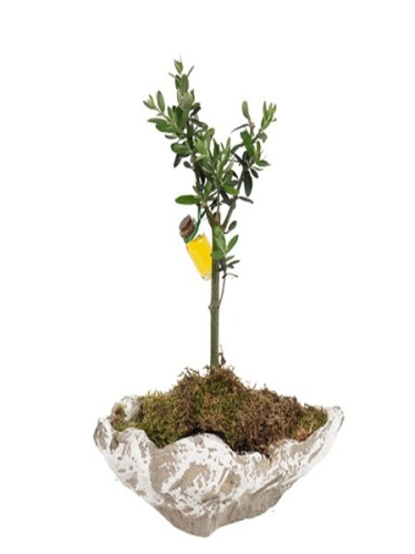 Kayık Saksıda Zeytin Ağacı